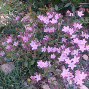 Photographie n°48774 du taxon Centaurium erythraea Rafn [1800]