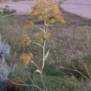 Photographie n°48777 du taxon Ferula communis L. [1753]