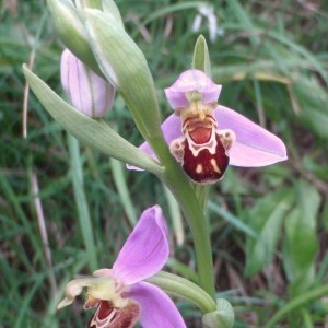 Photographie n°48783 du taxon Ophrys apifera Huds. [1762]