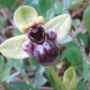 Photographie n°48785 du taxon Ophrys bombyliflora Link [1800]