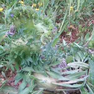 Photographie n°48786 du taxon Echium L. [1753]