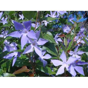 Vinca difformis subsp. sardoa Stearn