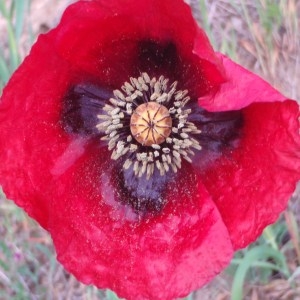 Photographie n°48792 du taxon Papaver rhoeas L. [1753]