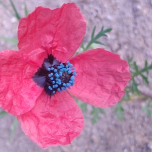 Photographie n°48793 du taxon Papaver hybridum L. [1753]