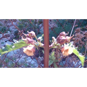 Scrophularia trifoliata L. var. trifoliata