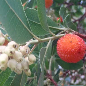 Photographie n°48806 du taxon Arbutus unedo L. [1753]