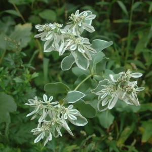 Euphorbia marginata Pursh (Euphorbe)