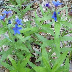 Photographie n°48848 du taxon Lithospermum purpurocaeruleum L. [1753]