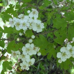 Photographie n°48849 du taxon Crataegus monogyna Jacq. [1775]