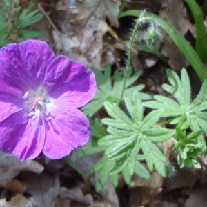 Photographie n°48858 du taxon Geranium sanguineum L. [1753]