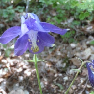 Photographie n°48861 du taxon Aquilegia vulgaris L. [1753]