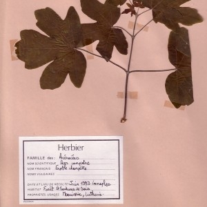 Photographie n°48871 du taxon Acer campestre L. [1753]
