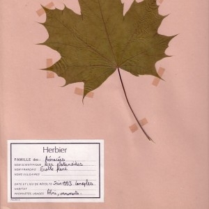 Photographie n°48873 du taxon Acer platanoides L. [1753]