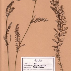 Photographie n°48874 du taxon Achillea millefolium L. [1753]