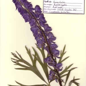 Photographie n°48878 du taxon Aconitum napellus L. [1753]