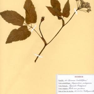 Photographie n°48884 du taxon Aegopodium podagraria L. [1753]