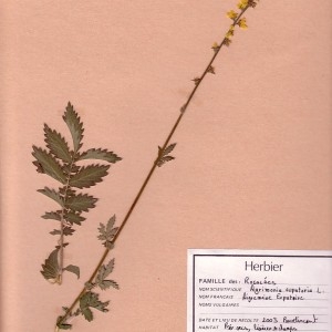 Photographie n°48885 du taxon Agrimonia eupatoria L. [1753]