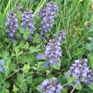 Photographie n°48887 du taxon Ajuga reptans L. [1753]