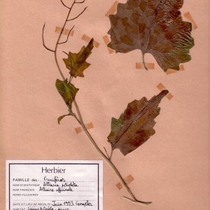 Photographie n°48890 du taxon Alliaria petiolata (M.Bieb.) Cavara & Grande [1913]