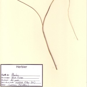 Photographie n°48893 du taxon Allium flavum L. [1753]