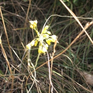 Photographie n°48894 du taxon Allium flavum L. [1753]