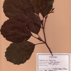 Photographie n°48897 du taxon Alnus glutinosa (L.) Gaertn. [1790]