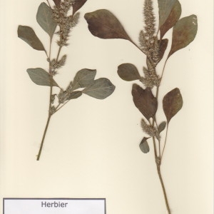 Photographie n°48900 du taxon Amaranthus hybridus L. [1753]
