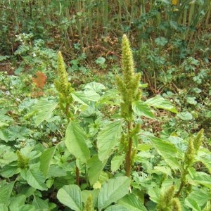  - Amaranthus hybridus L. [1753]