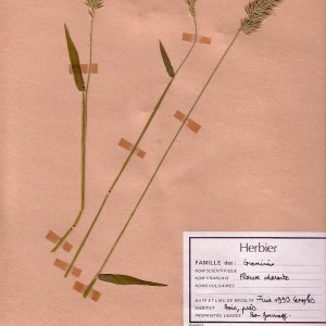 Photographie n°48914 du taxon Anthoxanthum odoratum L. [1753]