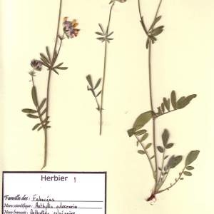 Photographie n°48919 du taxon Anthyllis vulneraria L. [1753]