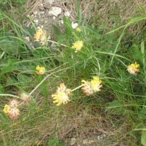 Photographie n°48920 du taxon Anthyllis vulneraria L. [1753]