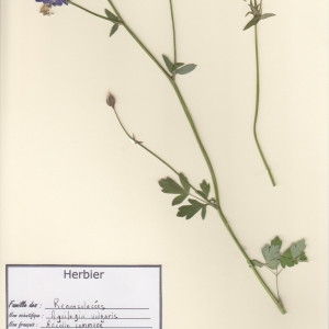 Photographie n°48927 du taxon Aquilegia vulgaris L. [1753]