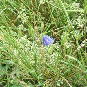 Photographie n°48928 du taxon Aquilegia vulgaris L. [1753]