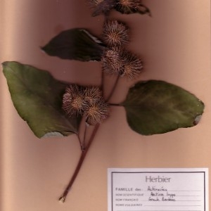 Photographie n°48931 du taxon Arctium lappa L. [1753]