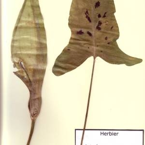 Photographie n°48935 du taxon Arum maculatum L. [1753]