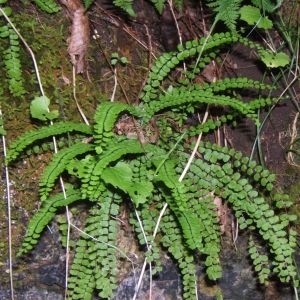 Photographie n°48941 du taxon Asplenium trichomanes L. [1753]