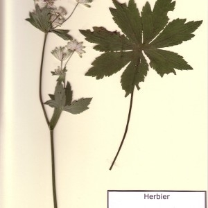 Photographie n°48948 du taxon Astrantia major L. [1753]