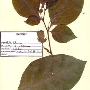 Photographie n°48950 du taxon Atropa belladonna L. [1753]