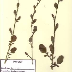 Photographie n°48952 du taxon Barbarea vulgaris R.Br. [1812]