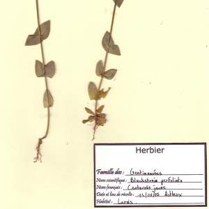 Photographie n°48960 du taxon Blackstonia perfoliata (L.) Huds. [1762]