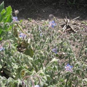 Photographie n°48962 du taxon Borago officinalis L. [1753]