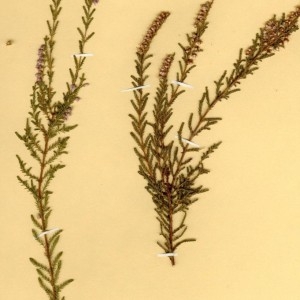 Photographie n°48977 du taxon Calluna vulgaris (L.) Hull