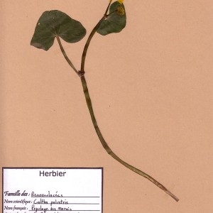 Photographie n°48979 du taxon Caltha palustris L. [1753]