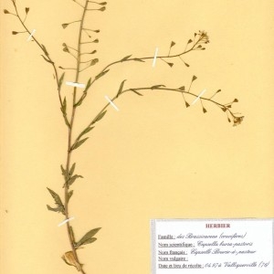 Photographie n°48987 du taxon Capsella bursa-pastoris (L.) Medik. [1792]