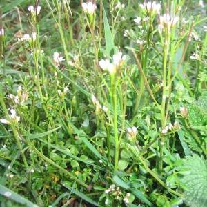 Photographie n°48991 du taxon Cardamine hirsuta L. [1753]