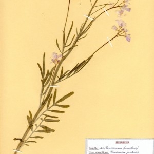 Photographie n°48993 du taxon Cardamine pratensis L. [1753]