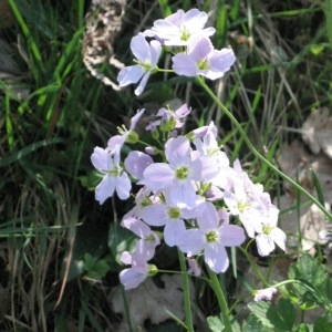 Photographie n°48995 du taxon Cardamine pratensis L. [1753]