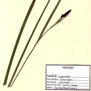 Photographie n°49002 du taxon Carex nigra (L.) Reichard [1778]