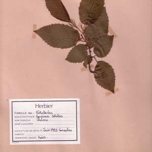 Photographie n°49008 du taxon Carpinus betulus L. [1753]