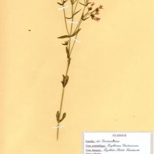 Photographie n°49023 du taxon Centaurium erythraea Rafn [1800]
